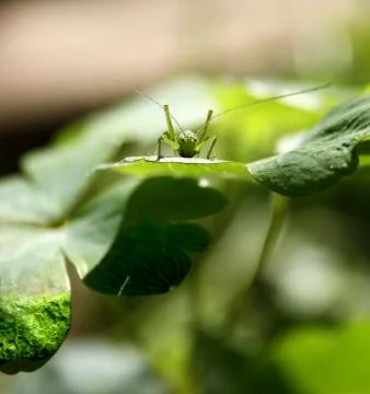 Grasshopper close up Stock Photos