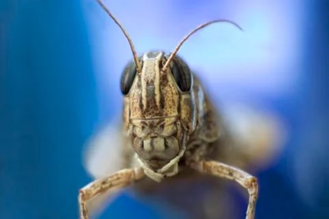 Grasshopper close up Stock Photos