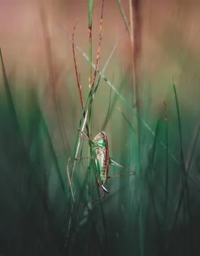 Grasshopper close up Stock Photos