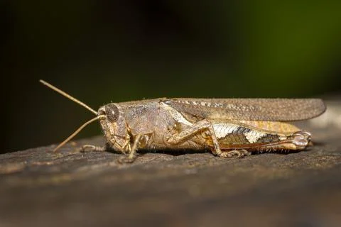 Grasshopper close up Foto stock