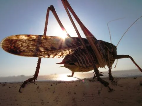 Grasshopper close-up shot Stock Photos