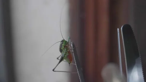 Grasshopper close up, slow motion. Insect moving Stock Footage 138396500