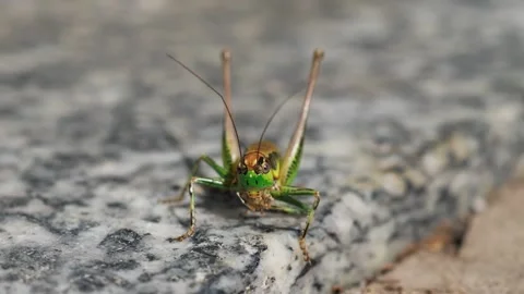 Grasshopper closeup on the floor Stock Footage 314096000