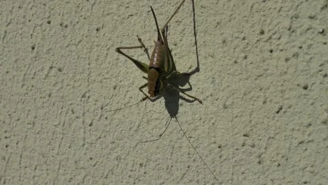 Grasshopper closeup on the floor Stock Footage 314096062