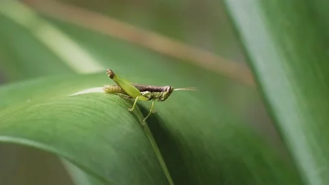 Grasshopper Closeup Stock Footage 158239787