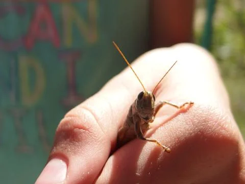 Grasshopper Closeup Stock Photos
