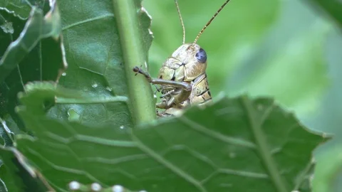Grasshopper closeup view of head backs out of sight Stock Footage 118708430