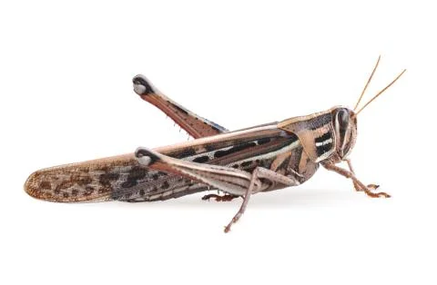 Grasshopper closeup on white background Stock Photos