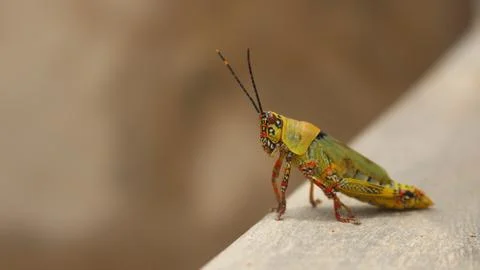 Grasshopper on Concrete Stock Photos