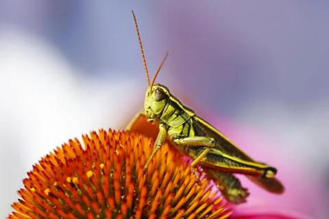 Grasshopper on coneflower Stock Photos