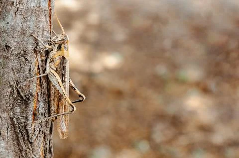 Grasshopper with copyspace on the right Stock Photos