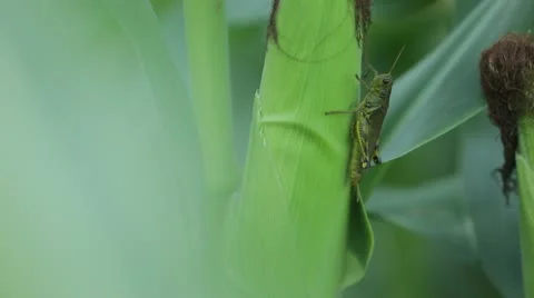 Grasshopper on a Corn Husk Stock Footage 21466781