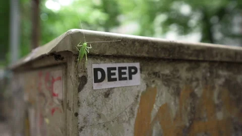 Grasshopper on the corner of a street eletrical cable box Stock-Footage 135798904