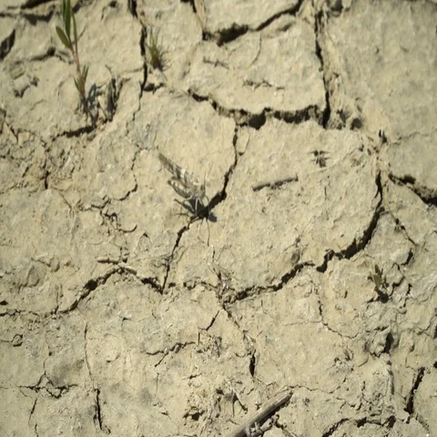 Grasshopper on Cracked Desert Ground Stock Footage 69695948