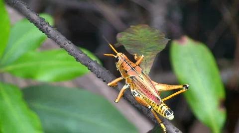 Grasshopper Crawling Away Stock Footage