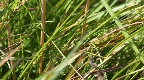 Grasshopper crawling on a blade of grass Stock Footage