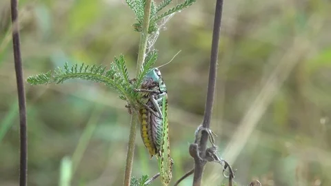Grasshopper crawling on a blade of grass Stock Footage 84789464