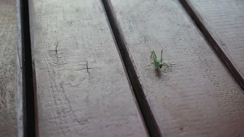 Grasshopper crawling on the floor Видео 94193227