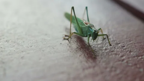 Grasshopper crawling on the floor Vídeo Stock 94226633