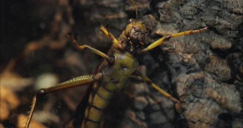 A Grasshopper crawling Stock Footage 236696467
