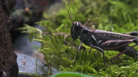 Grasshopper crawling in grass Video stock 171441521