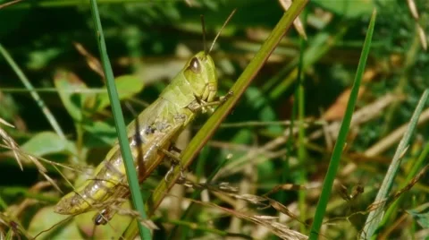 Grasshopper crawling on long wires by grass in the garden Video stock 60401236