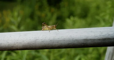 Grasshopper crawling on a wood railing Stock Footage 158697929