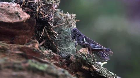 Grasshopper crawls along Video stock 171428431