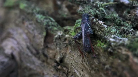 Grasshopper crawls on lichen log Video stock 171425463