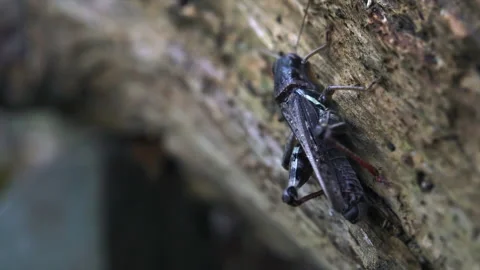 Grasshopper crawls up log Video stock 171425120