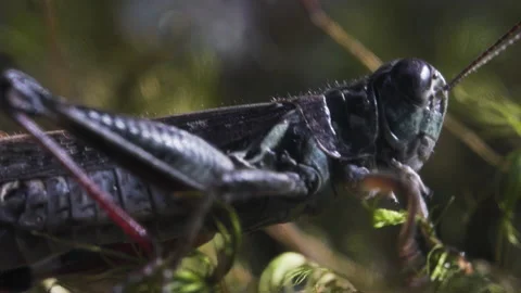 Grasshopper crawls through grass Video stock 171428181