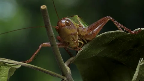 Grasshopper (Cricket) Video stock 274639137