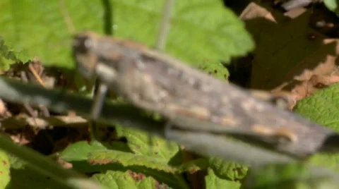 Grasshopper CU Stock-Footage 720978