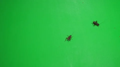 Grasshopper D on Green Screen Chroma Key Pt1 of 7 Stock Footage 241381965