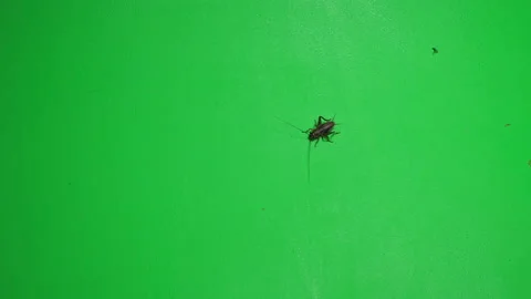 Grasshopper D on Green Screen Chroma Key Pt2 of 7 Stock Footage 241382630