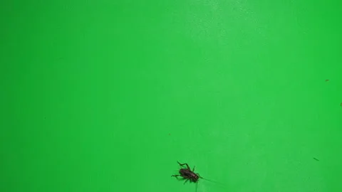 Grasshopper D on Green Screen Chroma Key Pt4 of 7 Video stock 241384026