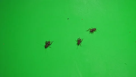 Grasshopper D on Green Screen Chroma Key Pt6 of 7 Stock Footage 241385993