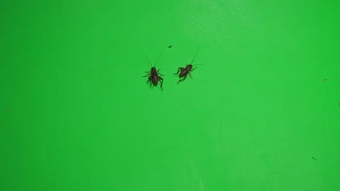 Grasshopper D on Green Screen Chroma Key Pt7 of 7 Video stock 241388991