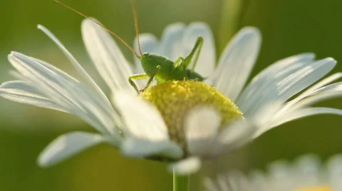 Grasshopper on a daisy flower Stock Footage 51441494
