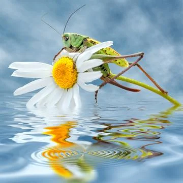 Grasshopper on daisy flower Stock Photos