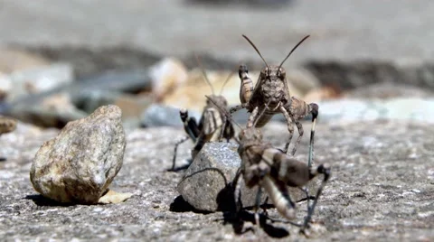 Grasshopper as a dance teacher Stock Footage 54717794