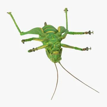 Grasshopper Dead 3D Model