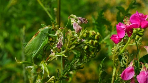 A grasshopper defecates in a clearing in the forest. 스톡 동영상 201088219
