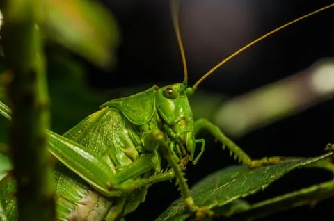 Grasshopper  detail view Stock Photos