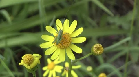 Grasshopper at the dinner. Stock Footage 5298130