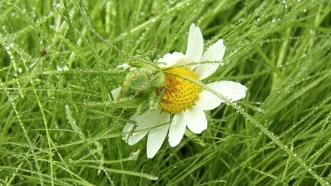 A grasshopper drinks raindrops on a white flower. Predatory insect after rain Stock Footage 243630541