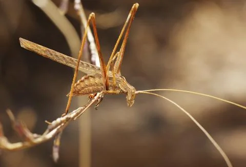 Grasshopper on the dry straw Stock Photos