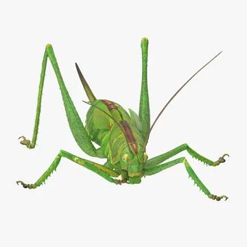 Grasshopper Eating 3D Model