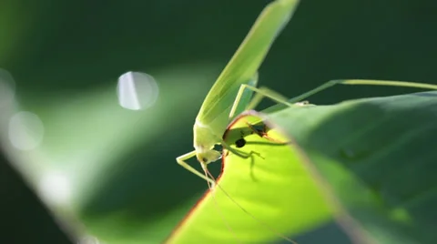 Grasshopper Eating a banana Leaf Stock Footage 36754580