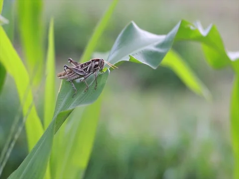 Grasshopper eating corn Stock Footage 69849357